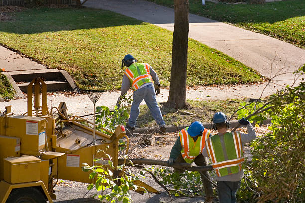 Best Professional Tree Care  in Camp Barrett, VA